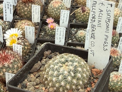Pediocactus simponii - , v