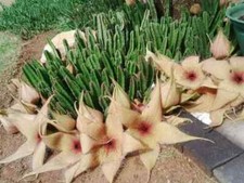 Stapelia gigantea - stapelia, a