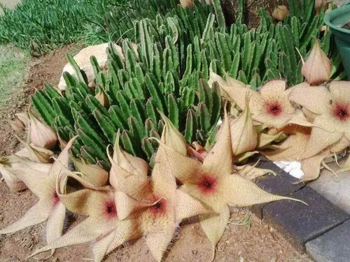 Stapelia gigantea a - gigantea,