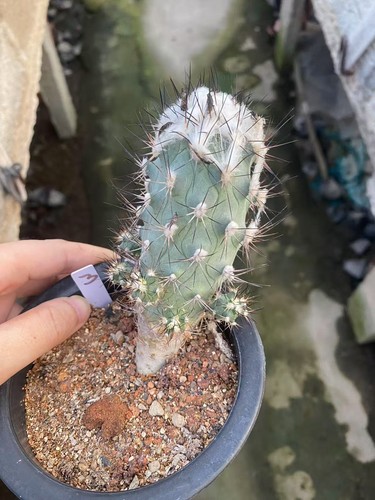 Vecchio turbinicarpus - vecchio,