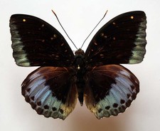 Lexias pardalis borneensis - borneensis,