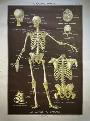 Poster corpo umano - il,