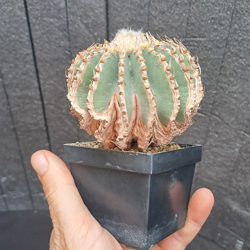 Geohintonia mexicana - , (mexico)