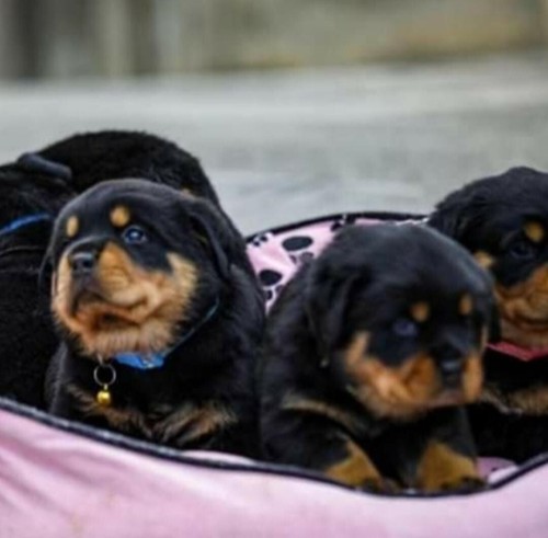 Cuccioli cane - cuccioli,