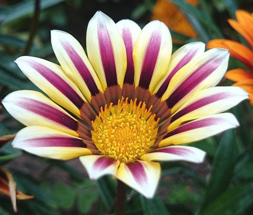 Gazania garden leader rose - garden,
