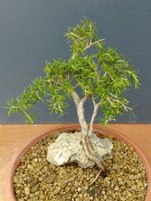 Bonsai Rorsmarino Selvatico