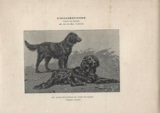 Stampa antica CANI razza SPANIEL TEDESCO 1890 ca. Antique print dogs