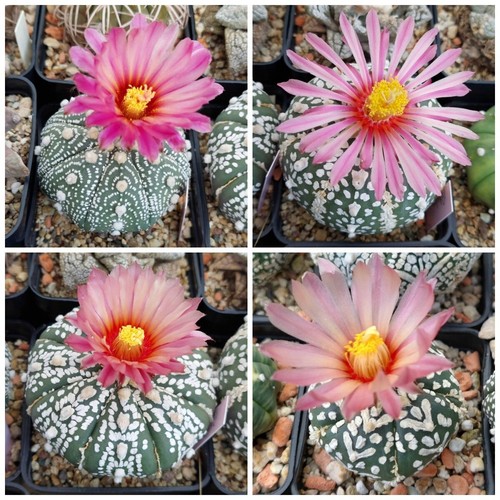 Astrophytum asterias super - astrophytum, 'super