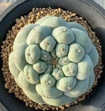 Caci WYSIWYG Boutique