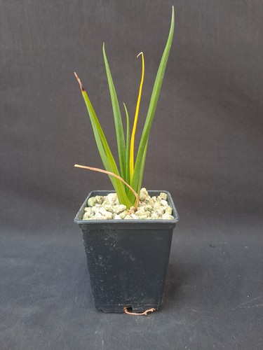 Dracaena cinnabari - , (socotra)