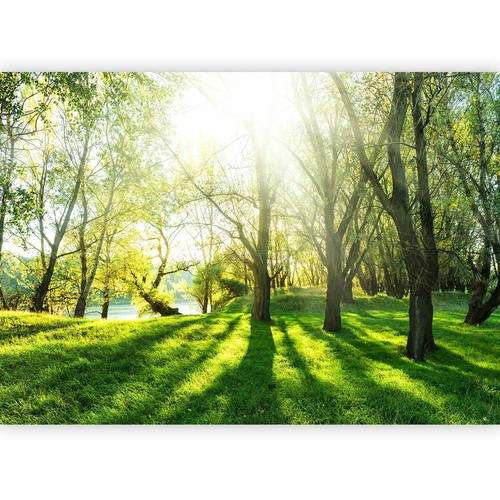 Paesaggio foresta tessuto non - tessuto,