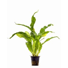 Microsorum pteropus Latifolia