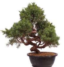Bonsai - Juniperus chinensis 'Kyushu', Chinesischer Wacholder 224/88