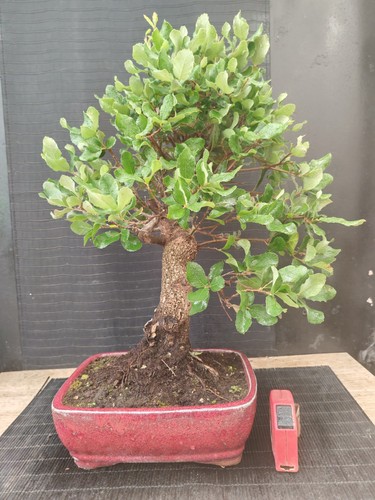Bonsai quercia sughero h - quercia,
