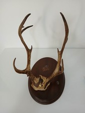 Trofeo Caccia Corna di Cervo