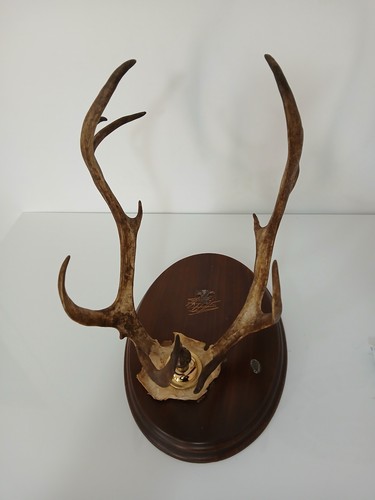 Trofeo caccia corna - corna, cervo