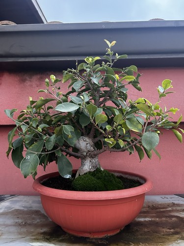 Bonsai ficus ginseng - ficus,