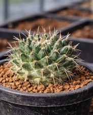 Mammillaria pseudoscripsiana