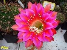 Pavone, ibrido Echinopsis-Trichocereus, taglia 2, ben conservato, n. 150, ottimo