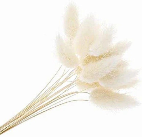 Erba coda coniglio lagurus - coda,