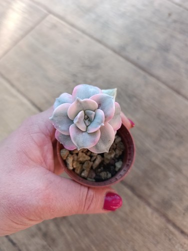 Echeveria lovely rose - lovely,