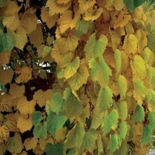 Vite profumata 2L - Pianta