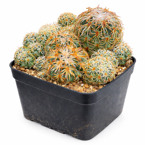 Coryphantha retusa 100 seeds - coryphantha,