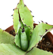 Agave bovicornuta X Agave parryi D7-ROS -