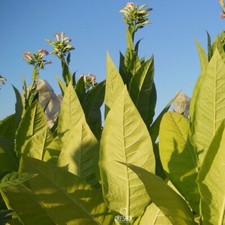 Tobacco virginia 202 300 pcs - tobacco,