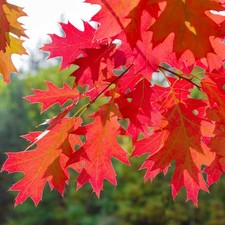 Quercia rossa americana