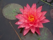 Pianta rizoma nymphea Ninfea rustica rossa rara  Wanvisa  acquatica