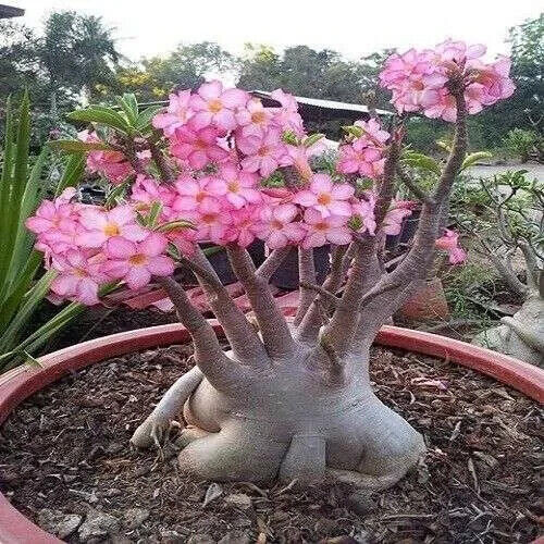 Adenium arabicum 5 semi - arabicum,