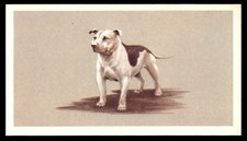 STAFFORDSHIRE BULL TERRIER