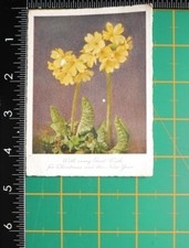 Vecchia Cartolina Fiori Natale