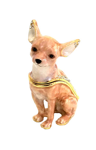 Starlight chihuahua - starlight,