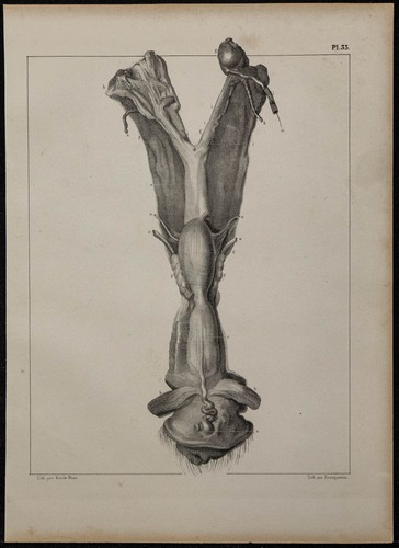 1839 tavola anatomia - 1839,