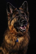 PASTORE TEDESCO DOG  - REGALO / PORTACHIAVI / MAGNETE CALAMITA / PATCH / STICKER