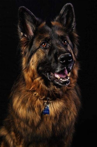 Pastore tedesco dog regalo - dog,