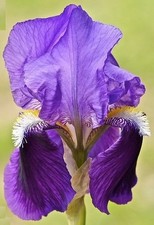 n.1 pianta di Iris Germ. var