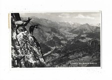 BELLUNO (088) - A Caccia sul Monte Civetta - Fp/Vg 1953?