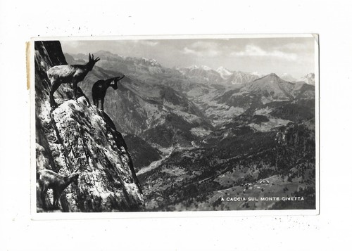 Belluno a caccia - belluno,