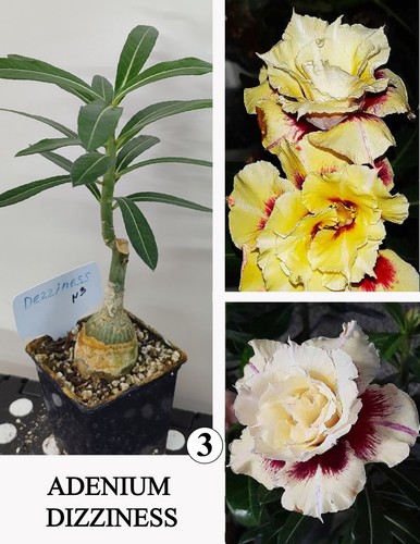 Adenium dezziness rosa - dezziness, n3