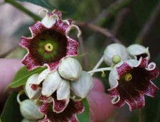 Brachychiton populneus 100+