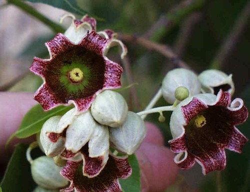 Brachychiton populneus 100+