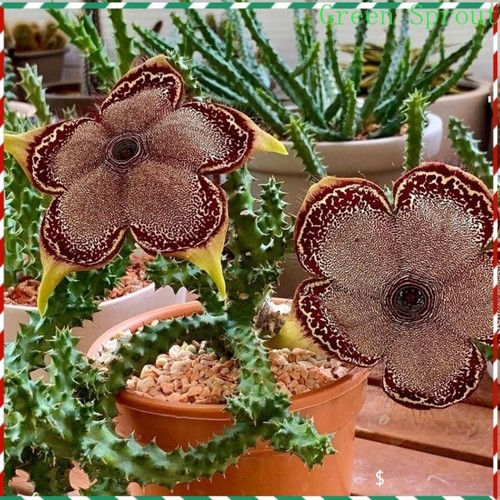 Edithcolea grandis piante