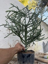 Bonsai Euphorbia Tirucalli