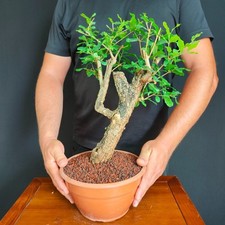 PRE BONSAI DI MELOGRANO DA FRUTTO