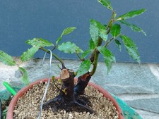 Pre-Bonsai Di Alloro Selvato 30x13 cm In Vaso Pianta Interno Esterno Yamadori 