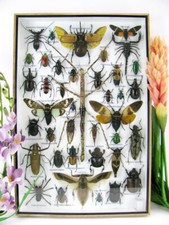Bellissimi insetti imbalsamati