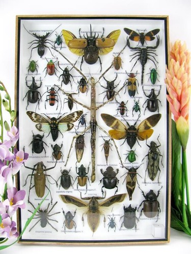 Bellissimi insetti imbalsamati